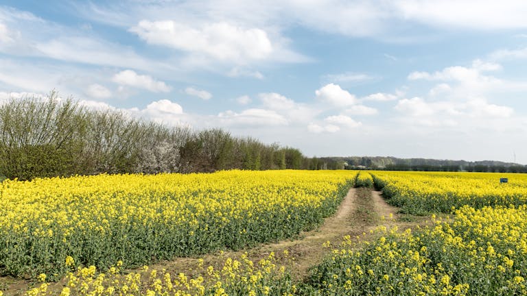 Rapsfeld